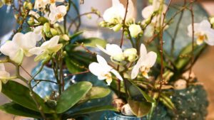 Blumen bei der Frühlingsausstellung beii Blumen Glatz